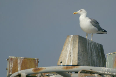 01722 - Yellow-legged Gull - Larus michahellis