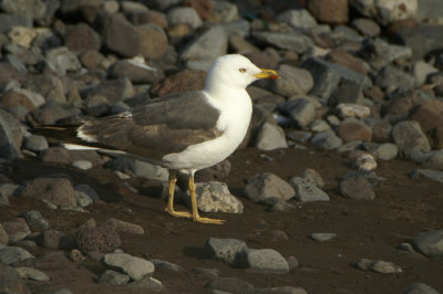 Lesser Black-backed Gull