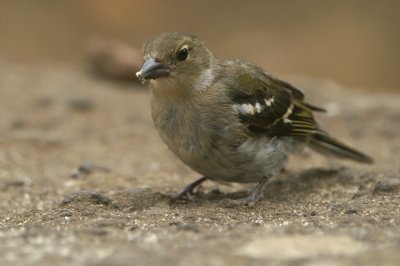 Common Chaffinch