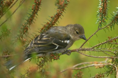 Common Chaffinch