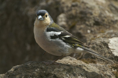 Common Chaffinch