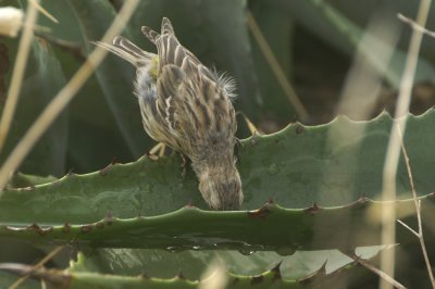 Atlantic Canary