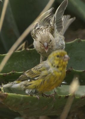 Atlantic Canary