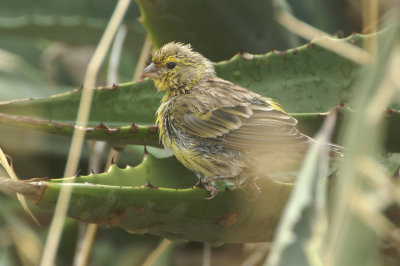 Atlantic Canary