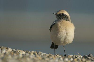 Desert Wheatear