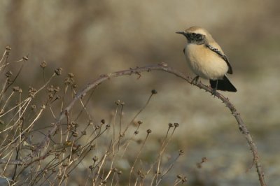 Desert Wheatear