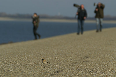 Desert Wheatear