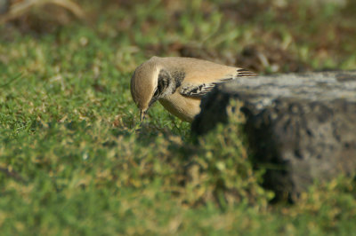 Desert Wheatear