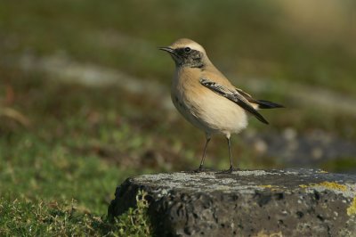 Desert Wheatear