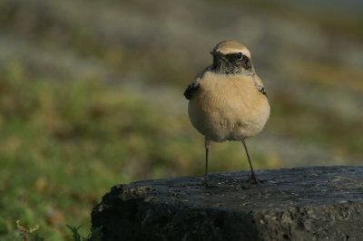 Desert Wheatear