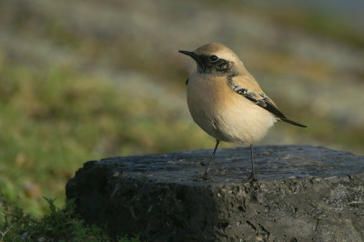 Desert Wheatear