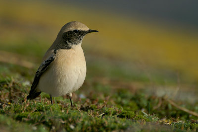 Desert Wheatear