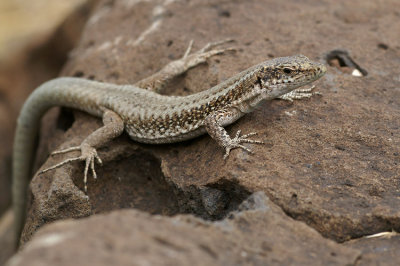 Madeira Wall Lizard