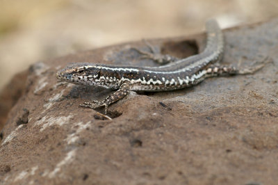 Madeira Wall Lizard