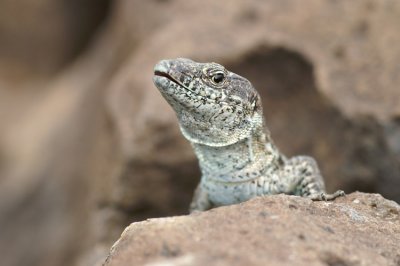 Madeira Wall Lizard