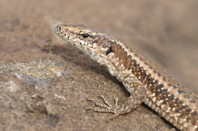 Madeira Wall Lizard