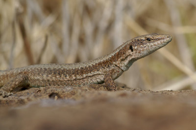 Madeira Wall Lizard