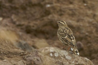 09249 - Rock Sparrow - Petronia petronia