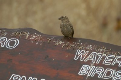 Rock Sparrow