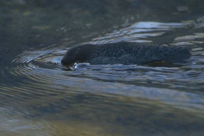 White-throated Dipper