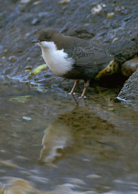 White-throated Dipper