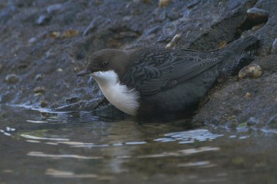 White-throated Dipper