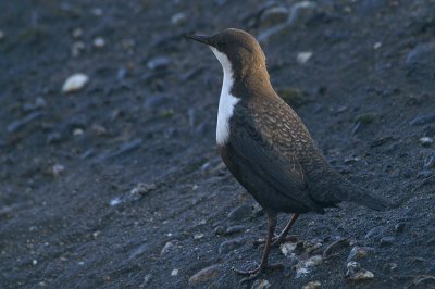 White-throated Dipper