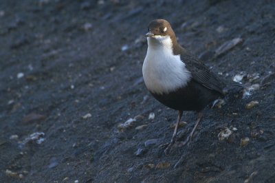 White-throated Dipper