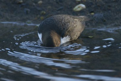 White-throated Dipper