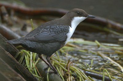 09004 - White-throated Dipper - Cinclus cinclus