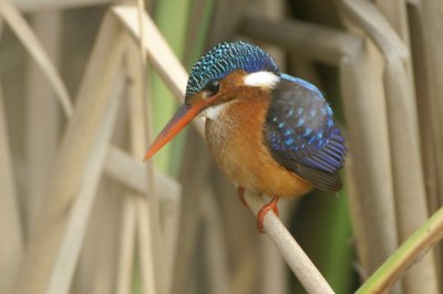 03281 - Malachite Kingfisher - Corythornis cristatus