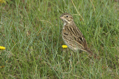 10137 - Vesper Sparrow - Pooecetes gramineus