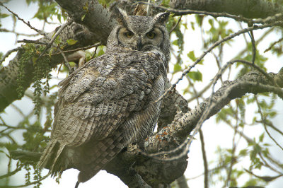 Great Horned Owl