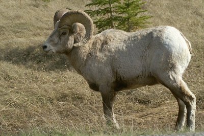 Bighorn Sheep