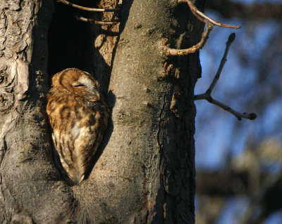 02452 - Tawny Owl - Strix aluco