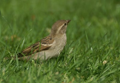 House Sparrow