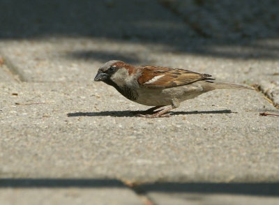 House Sparrow