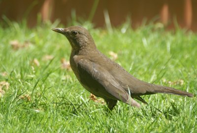 Common Blackbird