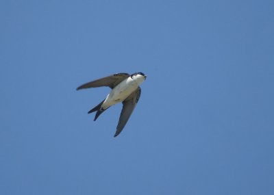 Common House Martin