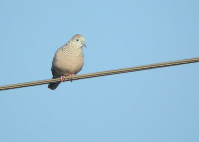 01922 Peaceful Dove - Geopelia placida