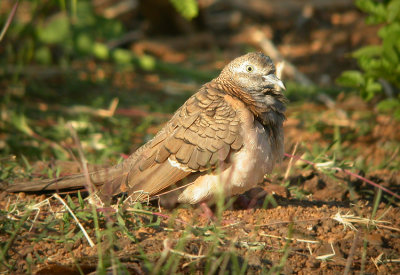 01924 - Bar-shouldered Dove - Geopelia humeralis
