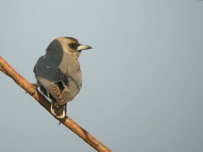 06133 - Black-faced Woodswallow - Artamus cinereus