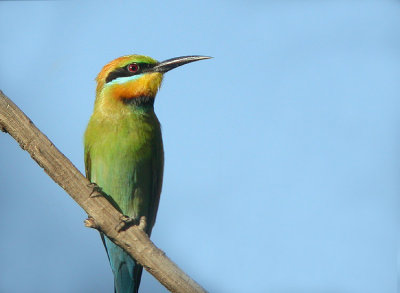 03347 - Rainbow Bee-eater - Merops ornatus