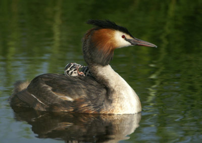 00716 - Great Crested Grebe - Podiceps cristatus