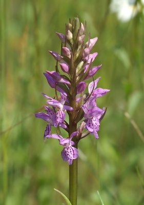 orchidee