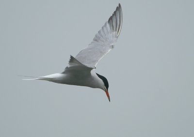 Common Tern