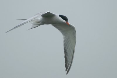 Common Tern