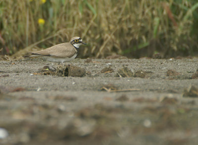 Little Ringed Plover