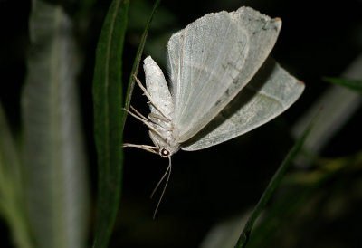 Moth (unknown)