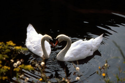 Mute swans,the national bird of Denmark.